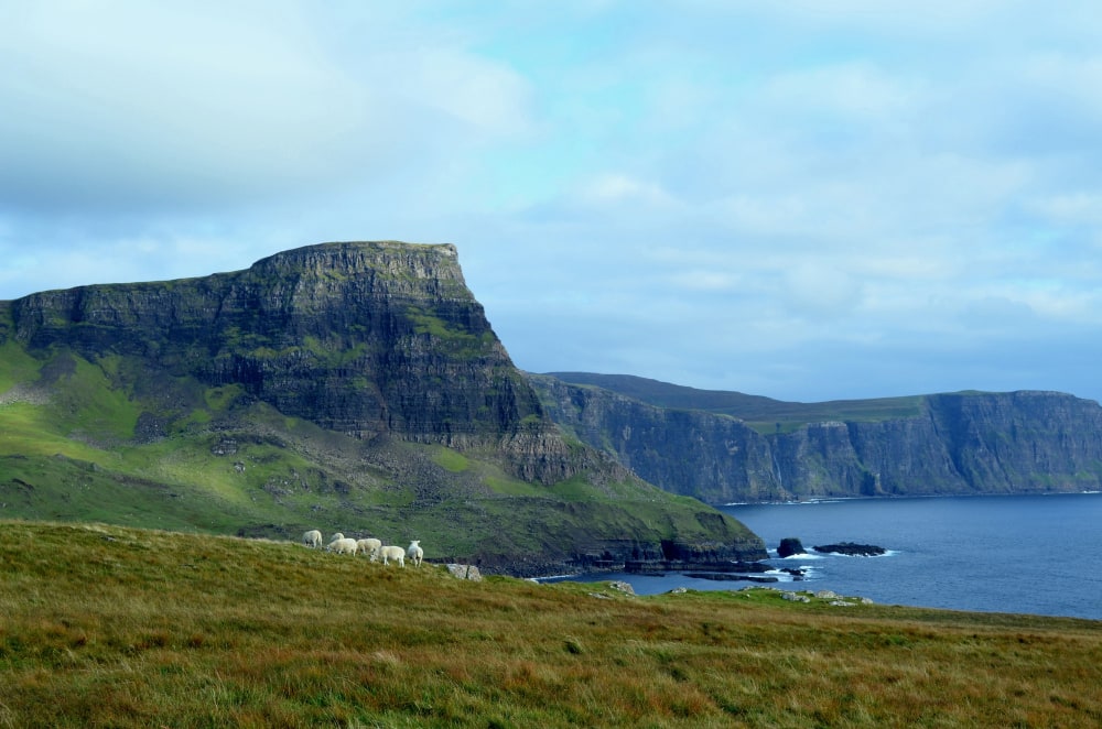 Group of grazing sheep in the scottish highlands at neist point